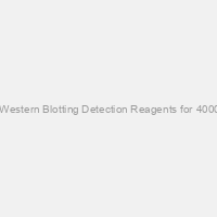 Amersham ECL Western Blotting Detection Reagents for 4000cm2 membrane